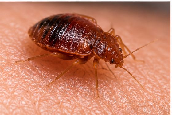 A bedbug photographed close up on a pale surface
