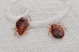 Bedbug Treatments for Hotels in Oxford