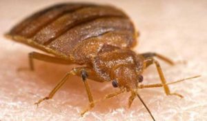 Bedbug Control Marylebone