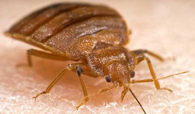 What to Expect During a Bedbug Treatment in Oxford