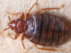 Bedbug control Maidstone