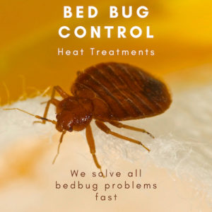 bed bug control watford