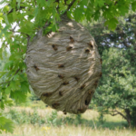 wasp nest removal Oxford