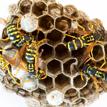 wasp nest removal northwood